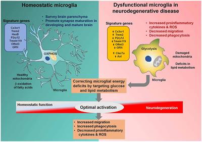 Microglia Gone Awry: Linking Immunometabolism to Neurodegeneration